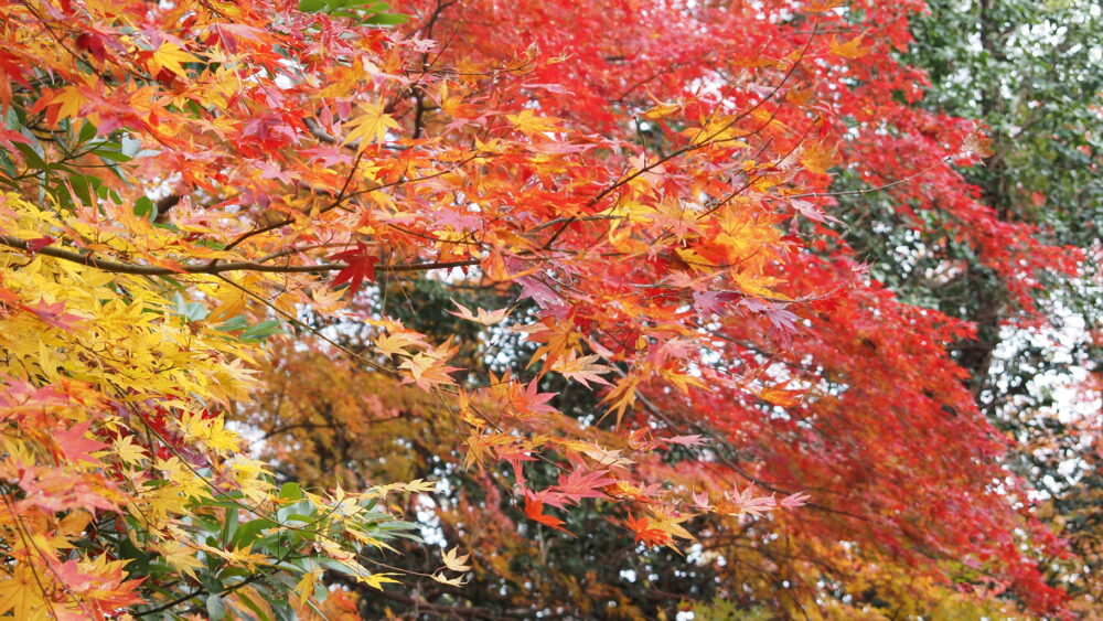 Vibrant colours of foliage