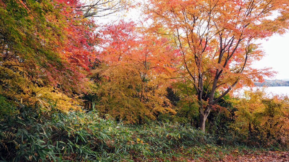 Autumn Leaves in Miharashidai