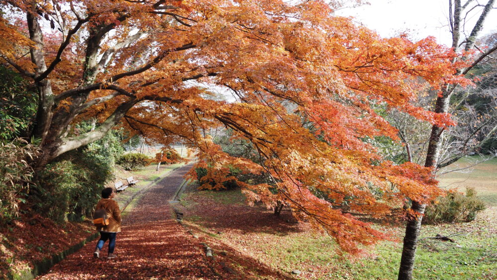 Great blooming of maple tree