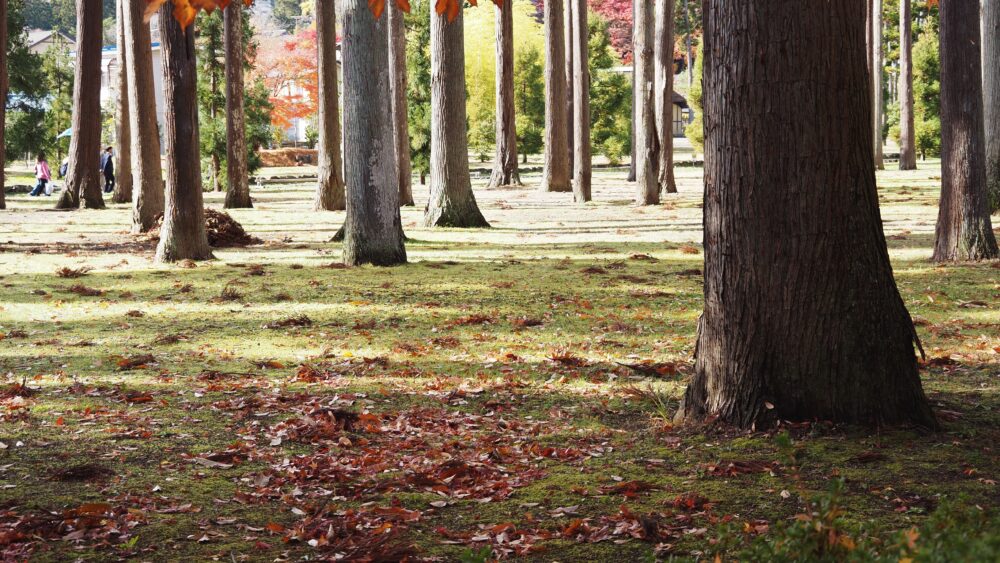 Serene photo of cedar trees in Zuiganji Temple