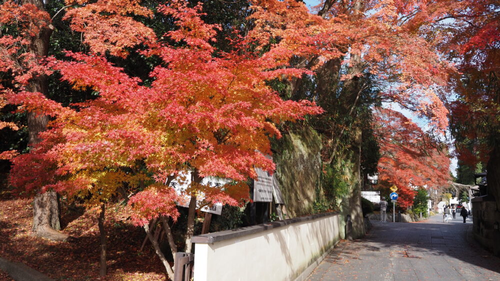 Orange hues bright by the sunshine