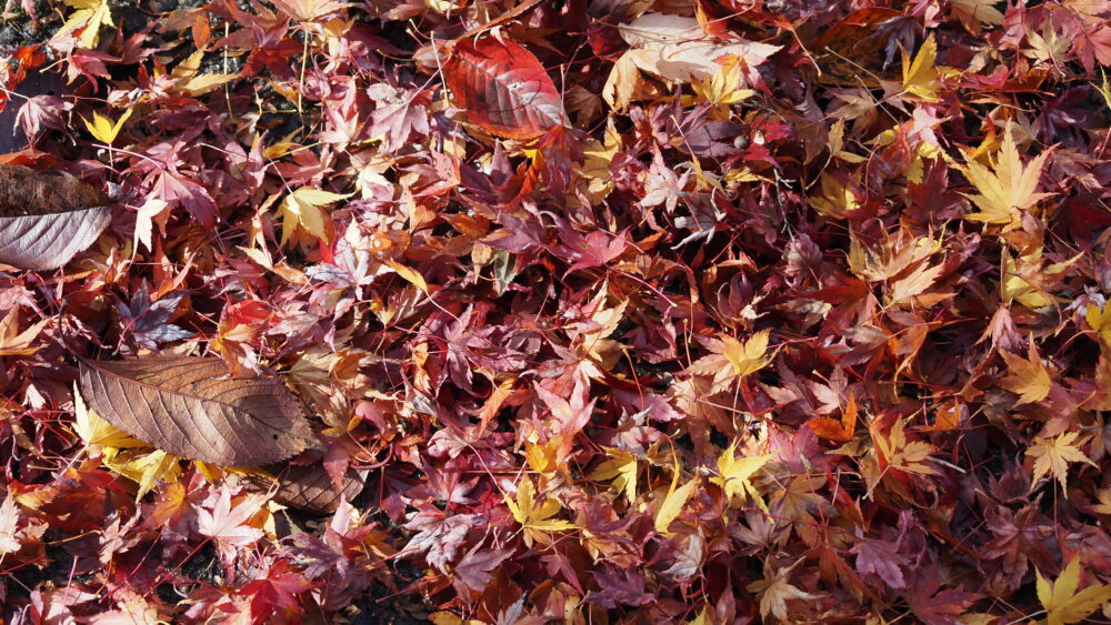 Even fallen leaves were beautiful